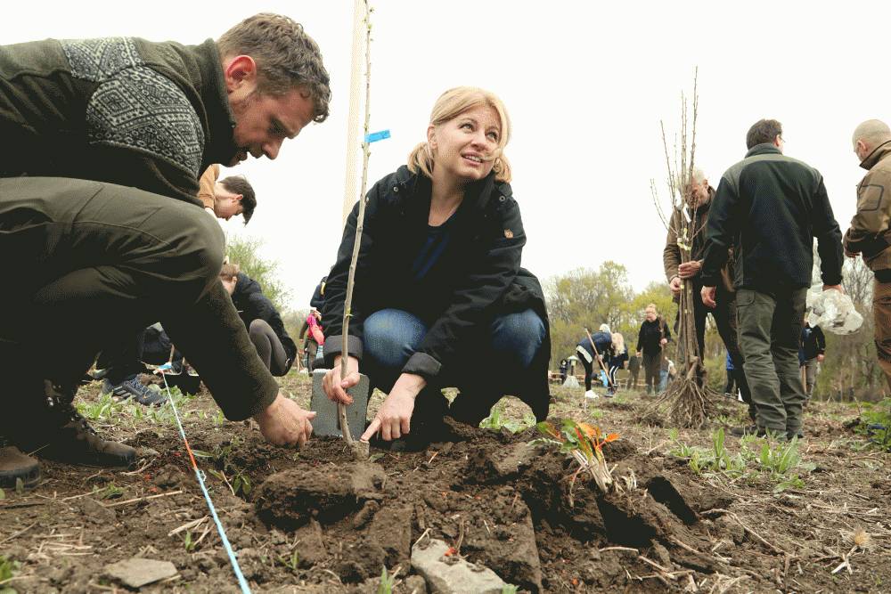 Zamestanci KP SR zasadili spolu s prezidentkou 1400 stromov